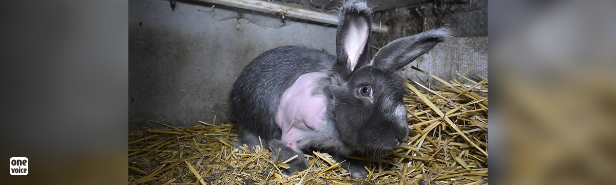 Épilation des lapins angoras : le combat continue devant les institutions européennes