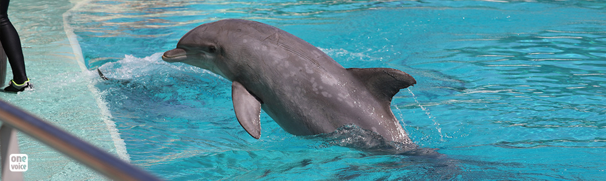 Council of State dolphinarium decree:  a rapporteur just doesn't get it!