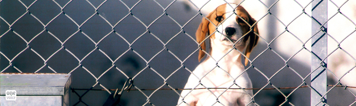 Expérimentation animale : mettons fin aux souffrances des chiens myopathes !