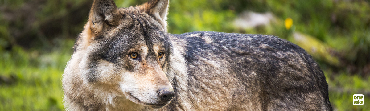 Gestion de la cohabitation du Loup et des activités pastorales :  mieux protéger les troupeaux et reconnaître l'utilité des loups