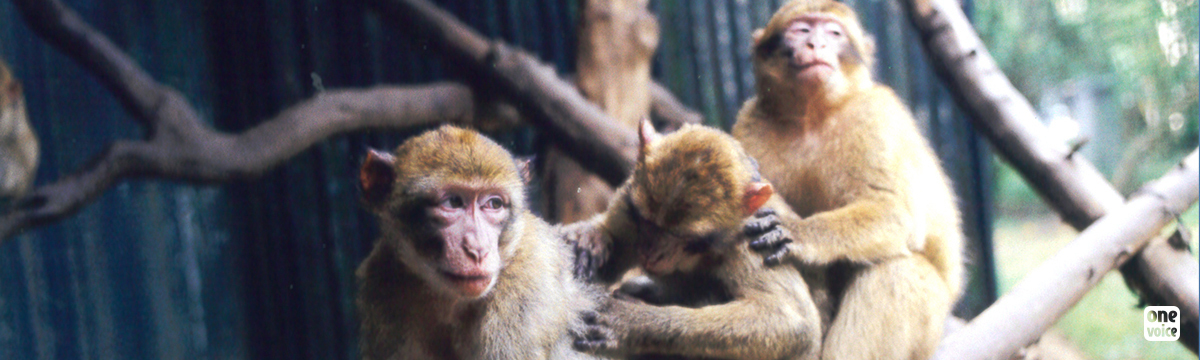 Expérimentation animale : sauvons les singes de Maurice !