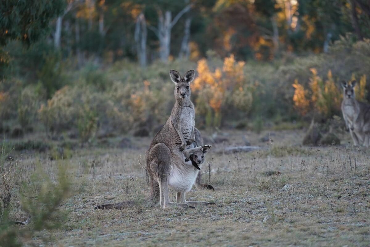 Première Journée mondiale des kangourous le 24 octobre 2020: appel à un moratoire national en Australie contre le commerce de leur massacre  