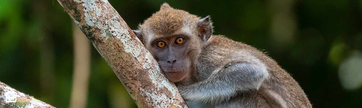 Airline cuts ties with cruel primate trade