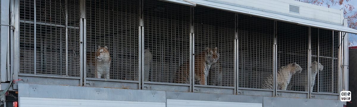 Le jour où nous avons libéré dix tigres d’un cirque