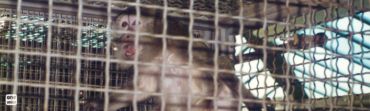 Transport de singes du Cambodge vers les laboratoires d'expérimentation animale aux USA