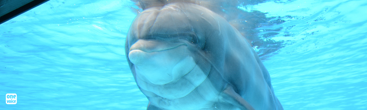 Femke, the martyred captive dolphin, is finally free.
