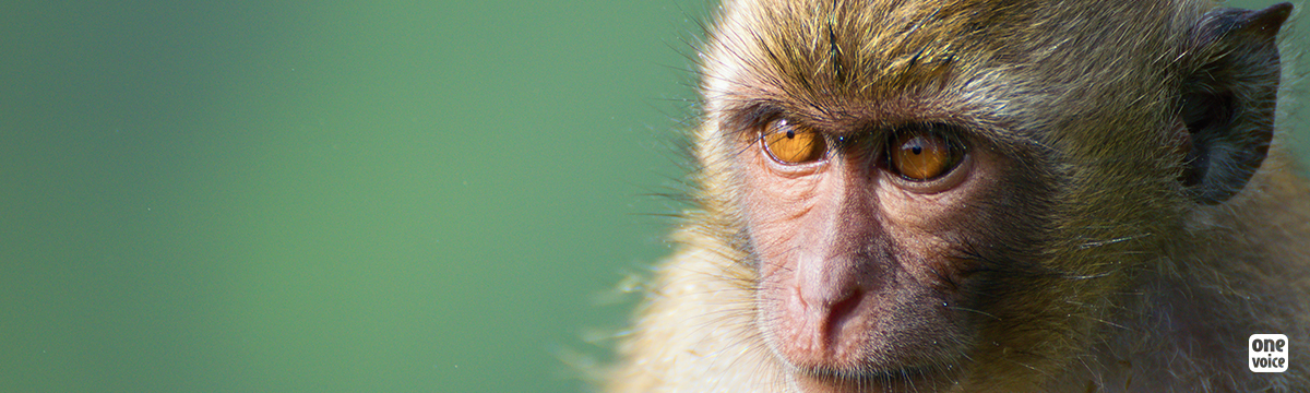 La République de Maurice signe l'agrandissement de l'élevage Biosphere Trading et la capture de singes dans la nature