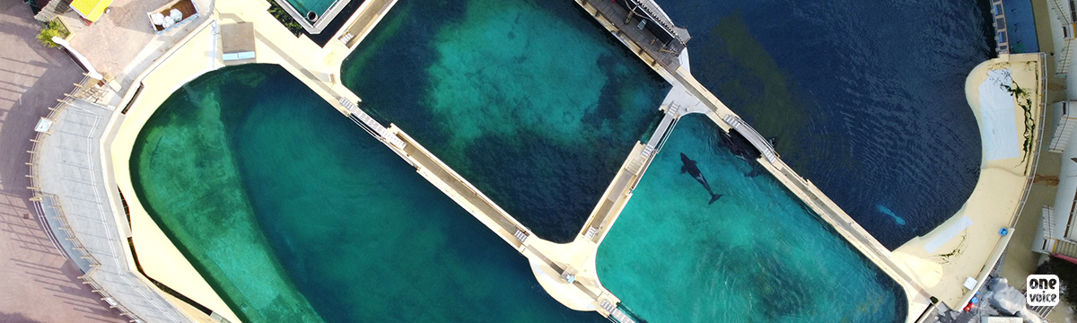 Unpublished images of Inouk, the orcas, and the dolphins at Marineland in Antibes