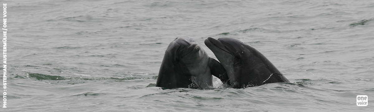 Naomi Rose : « Et si on regardait le monde à travers le regard des dauphins ? »
