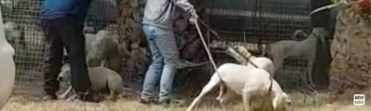 Un éleveur primé qui bat ses chiens : nous déposons plainte