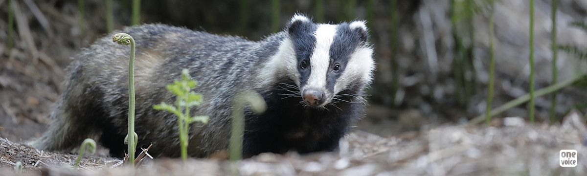 No, Bovine Tuberculosis does not spread more when we spare badgers’ lives