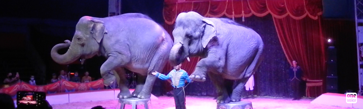 À 55 ans, Mina continue de prendre des coups dans le cirque