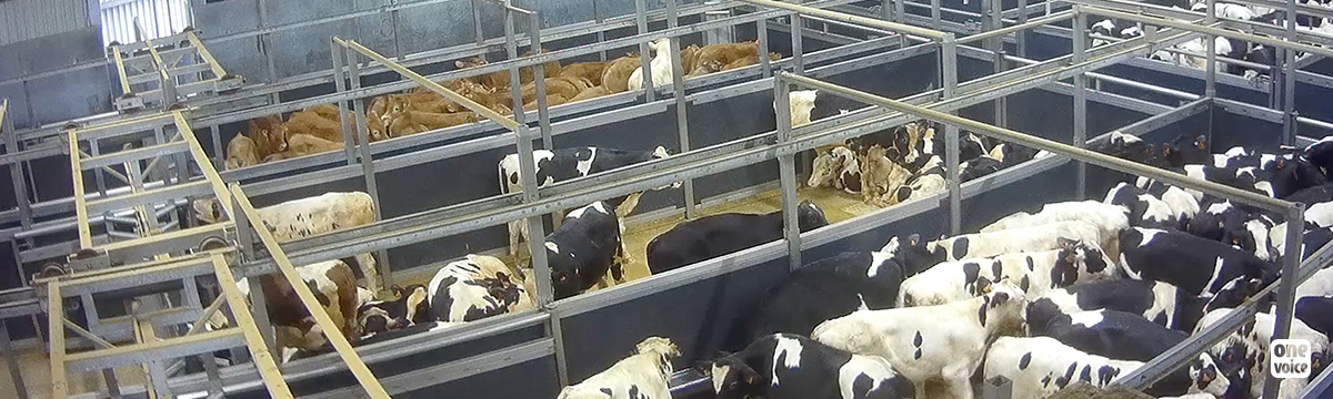 Remanded in custody for filming in the Sobeval calf slaughterhouse, the supplier to the luxury goods industry.