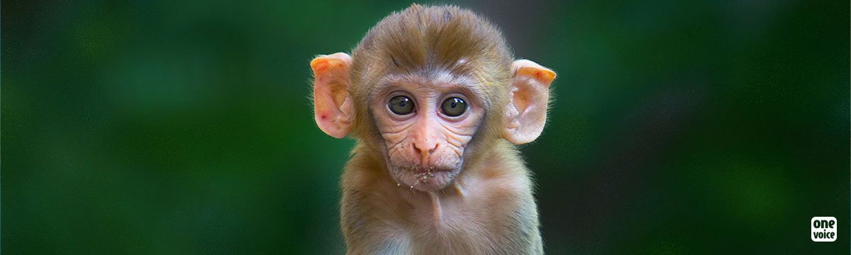 142 macaques irradiés : un chercheur sous le choc
