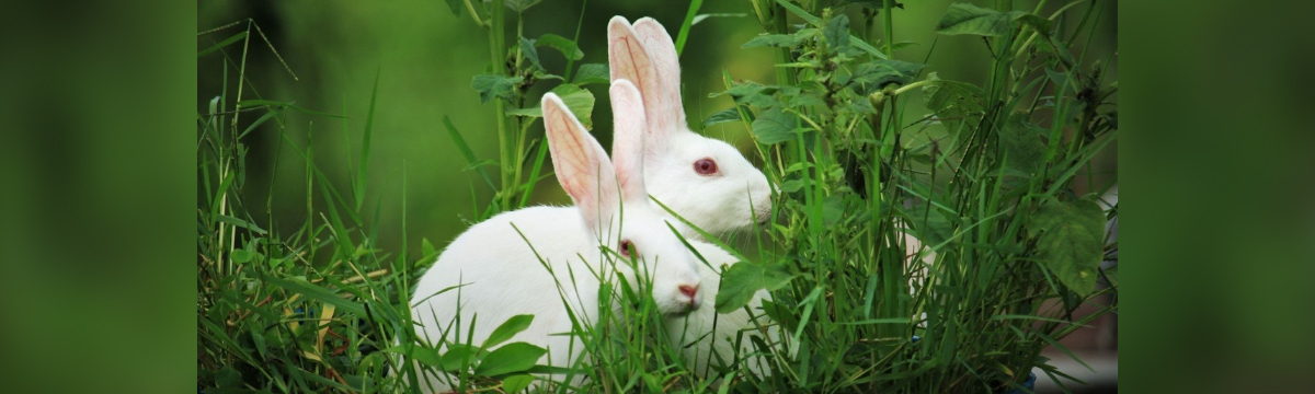 Une victoire pour les animaux ! Le Parlement européen vote en faveur d’une élimination progressive de l’expérimentation animale