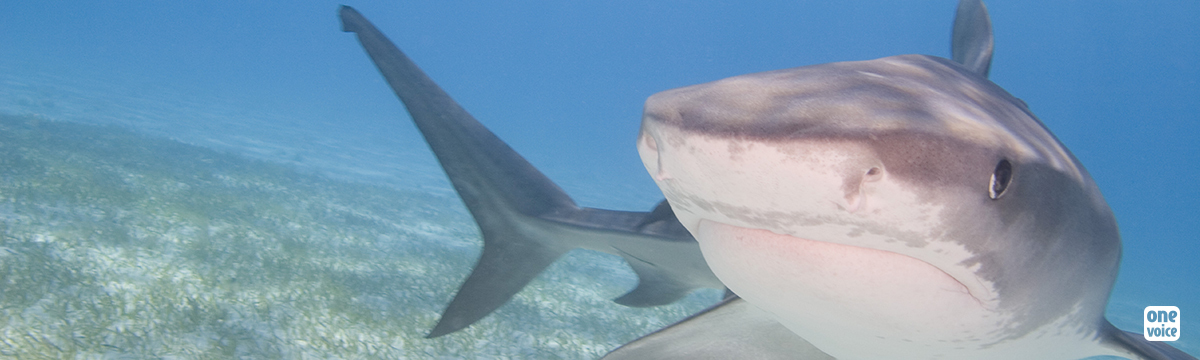 La Réunion : la croisade contre les requins doit cesser