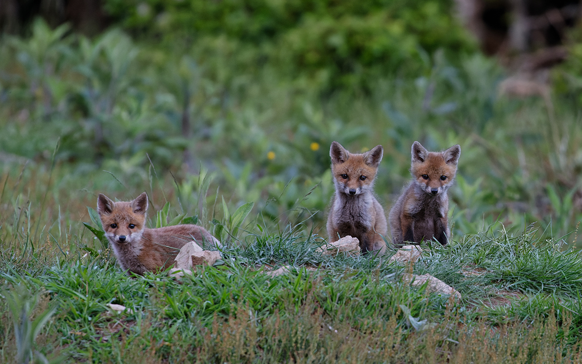 Oise : 1700 renards risquent l’échafaud