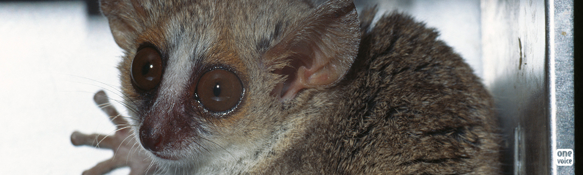 France, champion of animal experimentation: grey mouse lemurs in sight