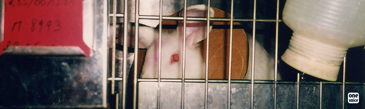 Une coalition européenne de protection animale déclare à l’UE :  « Voici un plan d’action pour mettre un terme à l’expérimentation animale en Europe. »
