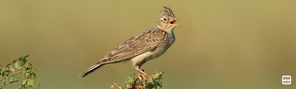 Les chasses traditionnelles des oiseaux remises en place par le gouvernement, One Voice saisit le Conseil d’État