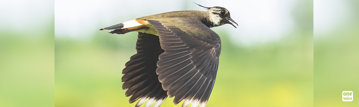 Victoire pour les oiseaux : le Conseil d'État suspend les nouveaux arrêtés chasses traditionnelles