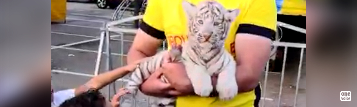 Au Cirque Muller, des tigreaux naissent, sont exhibés puis disparaissent année après année...