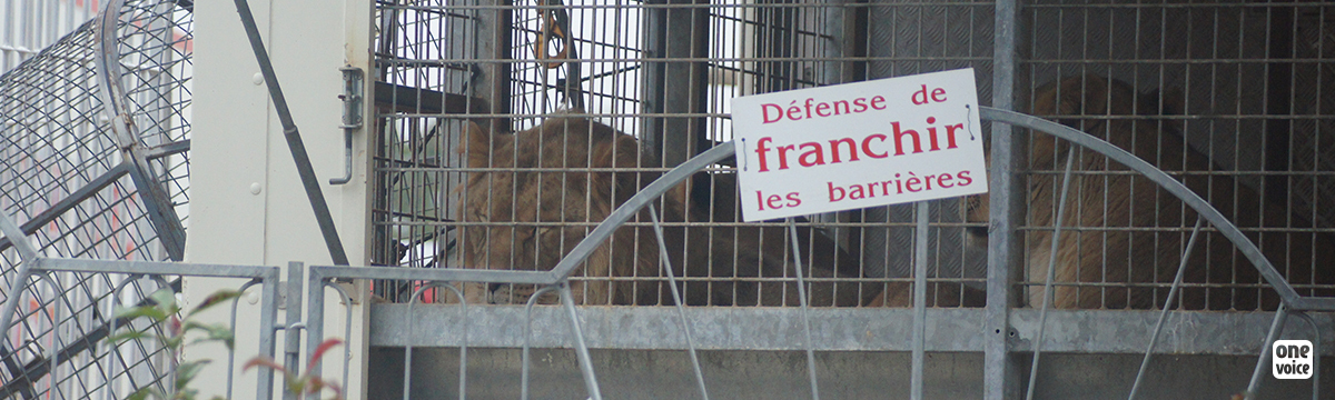 Au Nouveau Cirque Triomphe, les lions se reproduisent au lieu d’être envoyés en sanctuaire...