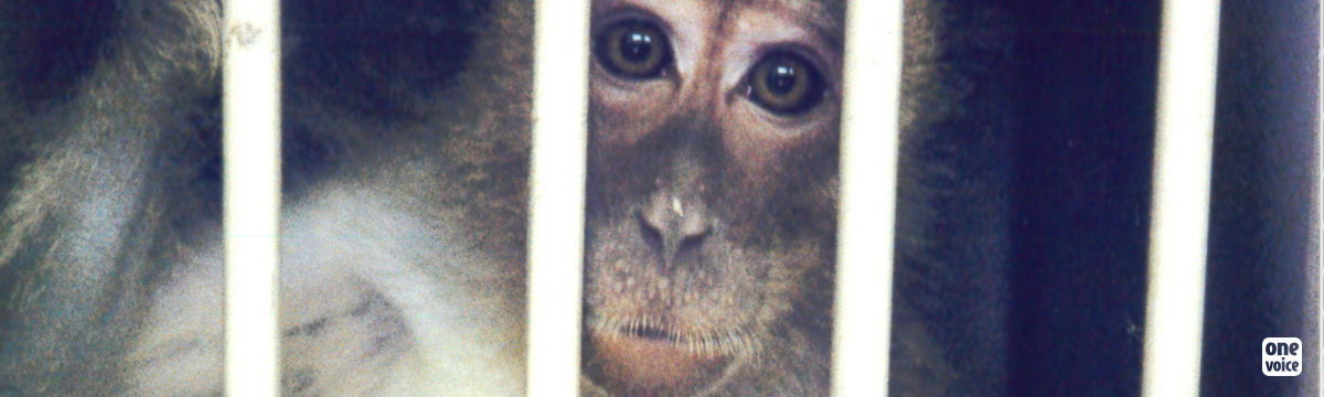 Des singes destinés aux laboratoires américains meurent à bord d'un vol Wamos Air