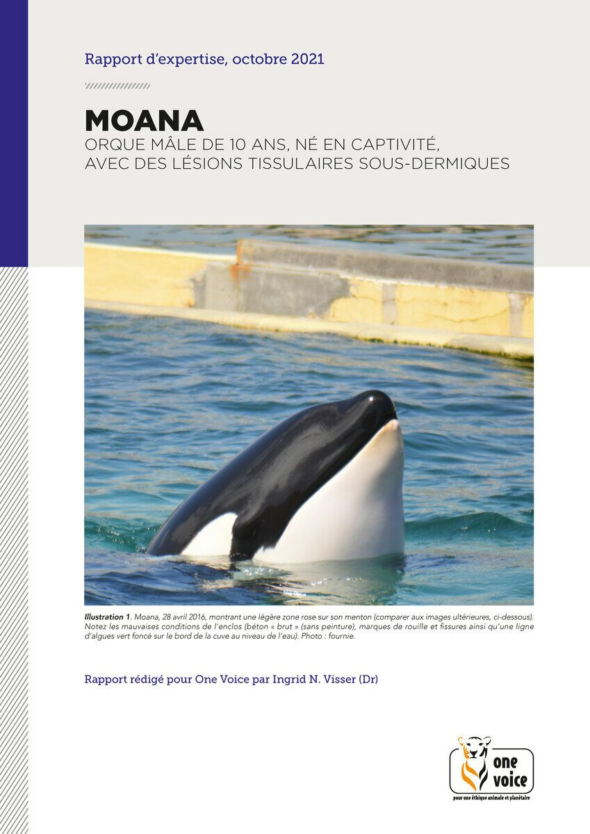 Moana, orque mâle de 10 ans, né en captivité, avec des lésions tissulaires sous-dermiques