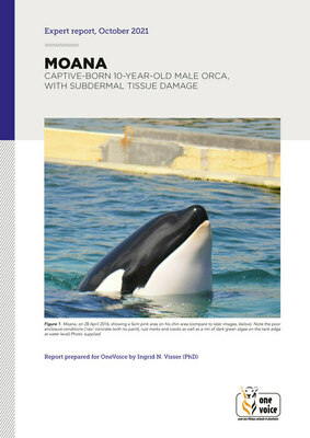 Moana, 10-year-old male orca, born in captivity, with sub-dermal tissue damage