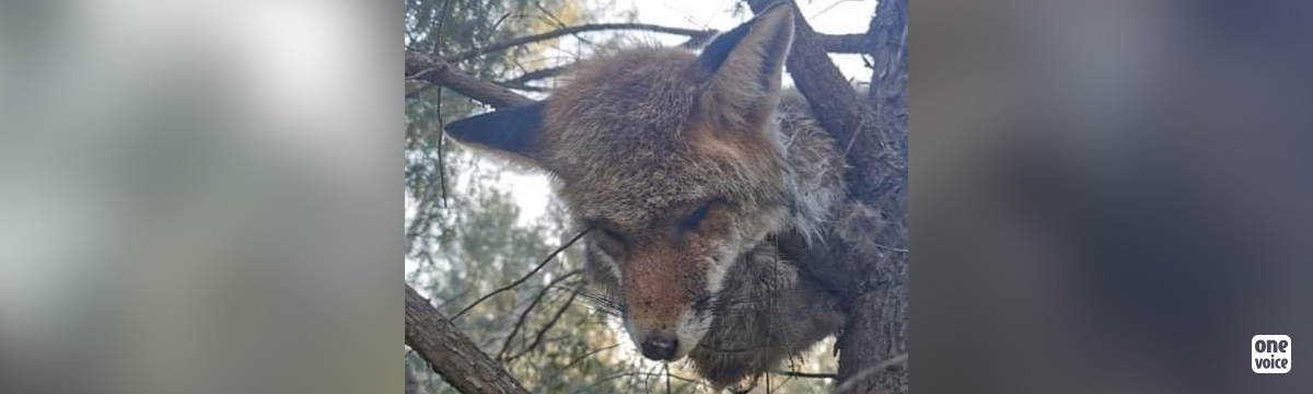 Dans le Gard, un renard roux mutilé et exhibé comme une menace 