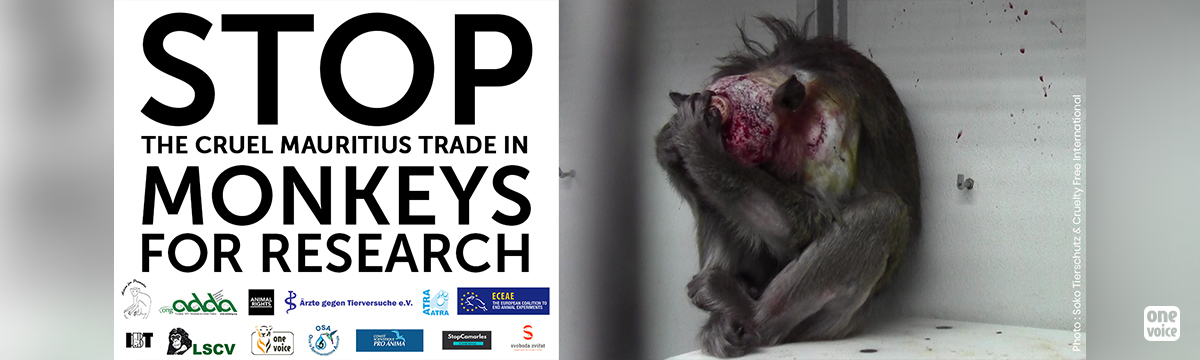 Des associations de protection animale de toute l’Europe demandent la fin du commerce mauricien de singes pour la recherche