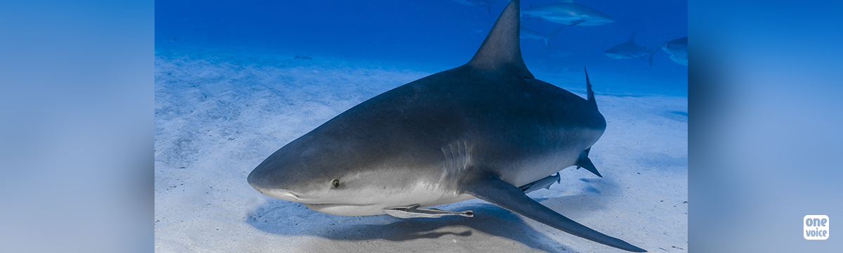 Non à la pêche aux requins dans les zones  de protection renforcée 2A de la réserve marine !