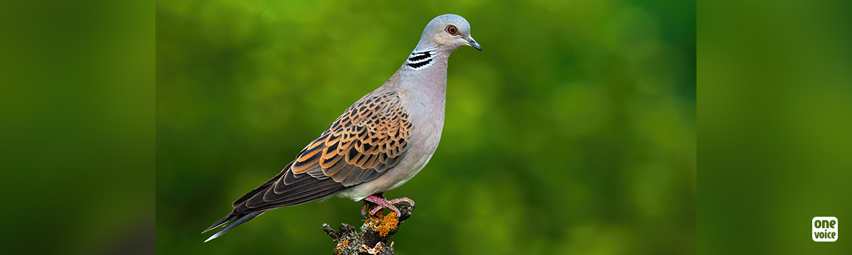 Default victory for turtledoves against the Ministry of the Ecological Transition