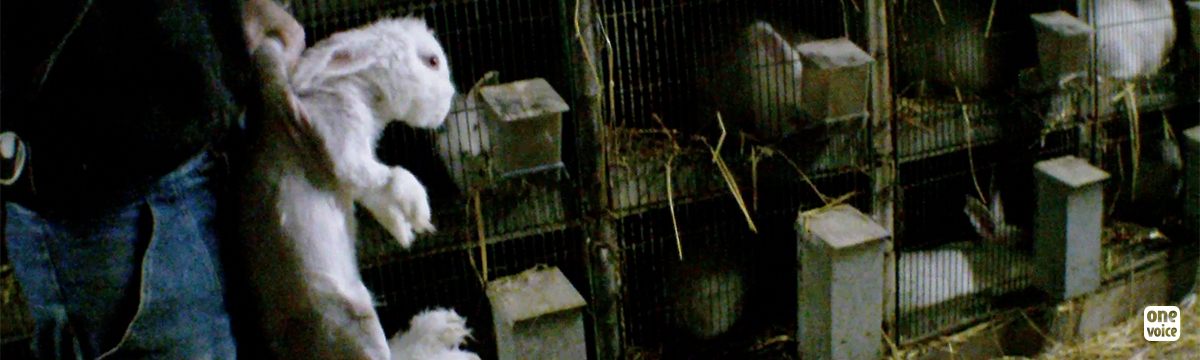 Pour les lapins angoras, One Voice remonte au créneau
