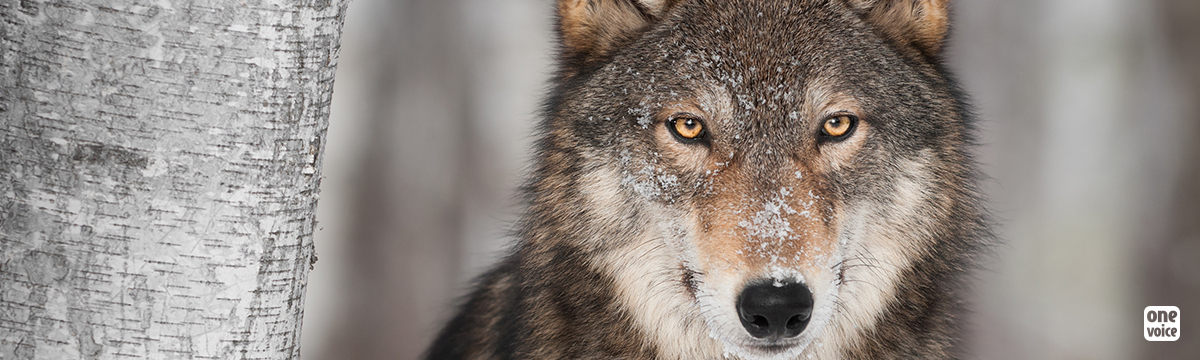 Threats to poach wolves: we are filing a complaint!