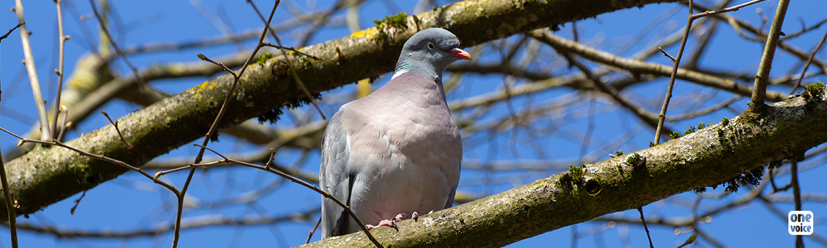 Wood pigeons in the Pyrenees: migratory birds still in the firing line