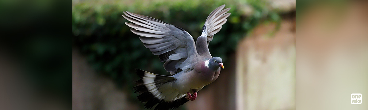 The decree allowing the massacre of wood pigeons when they arrive after migration has been partially suspended!