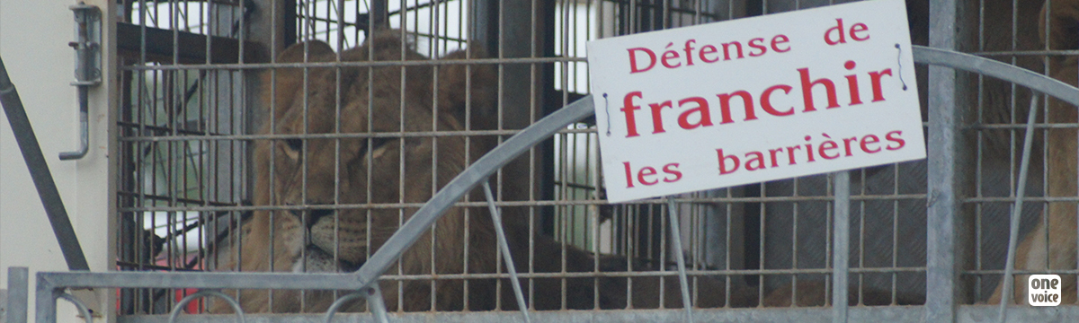 Victory: a lion taken away from a trainer from the Nouveau Cirque Triomphe