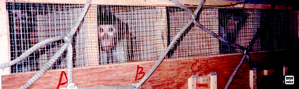 Le 14 avril, sur son vol 473, Air France transportait 100 singes de Maurice à destination d'un laboratoire britannique