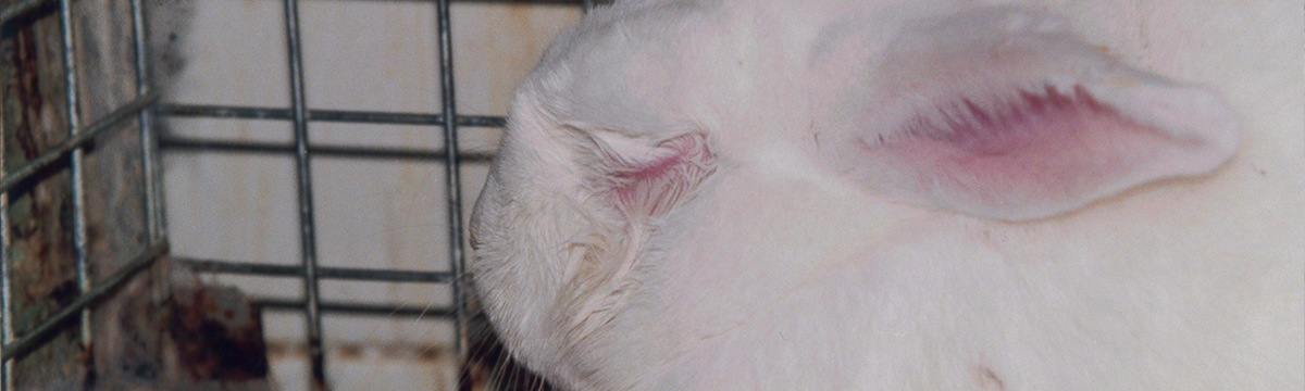 Le 24 avril 2022, une journée mondiale des animaux dans les laboratoires, pour aller vers la fin de l’expérimentation animale en Europe