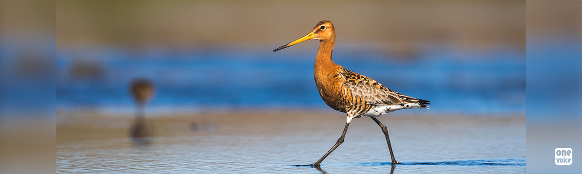 Chasse adaptative : les espèces menacées sous le feu des chasseurs. One Voice au Conseil d'État le 11 mai pour les oiseaux.