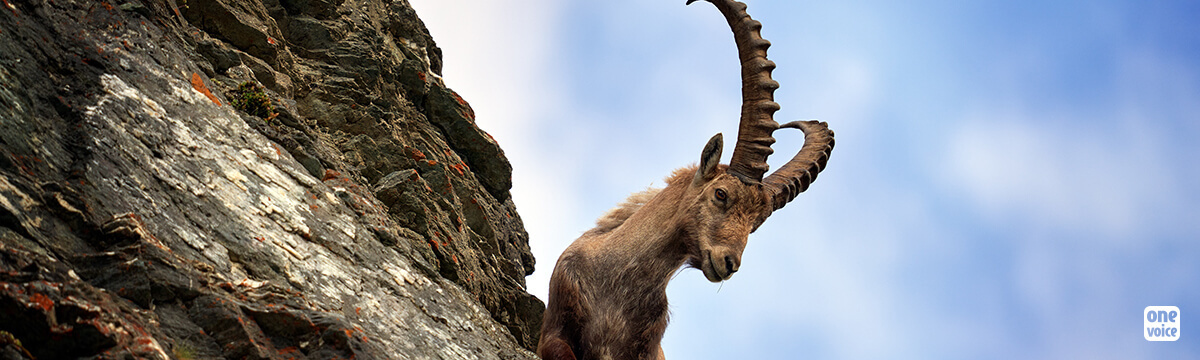 Let’s stop the ibex in Bargy from being massacred!  Killing shots have been authorised in Haute-Savoie since Spring