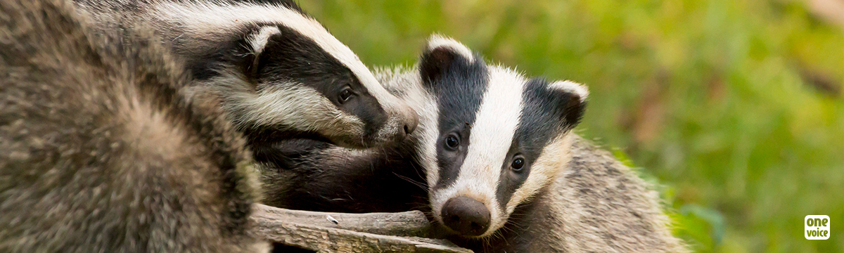 One Voice is taking part in the first International Badger Day on 15 May throughout France!