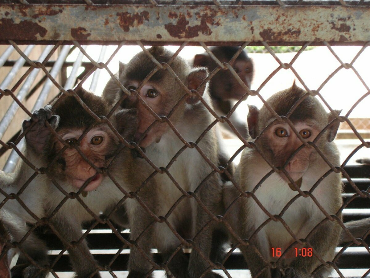 Hainan Airlines is taking over in order to transport monkeys to American laboratories