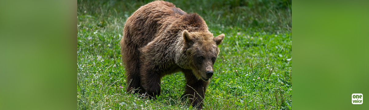 Empêchons l’effarouchement des ours réintroduits dans les Pyrénées !