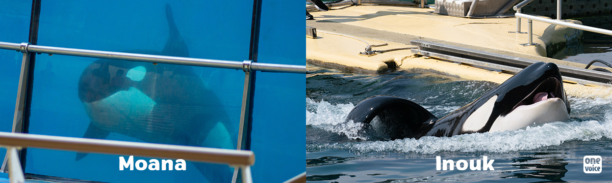 One Voice is bringing Marineland in Antibes to justice for Moana and Inouk. The hearing is on 25 May in Grasse