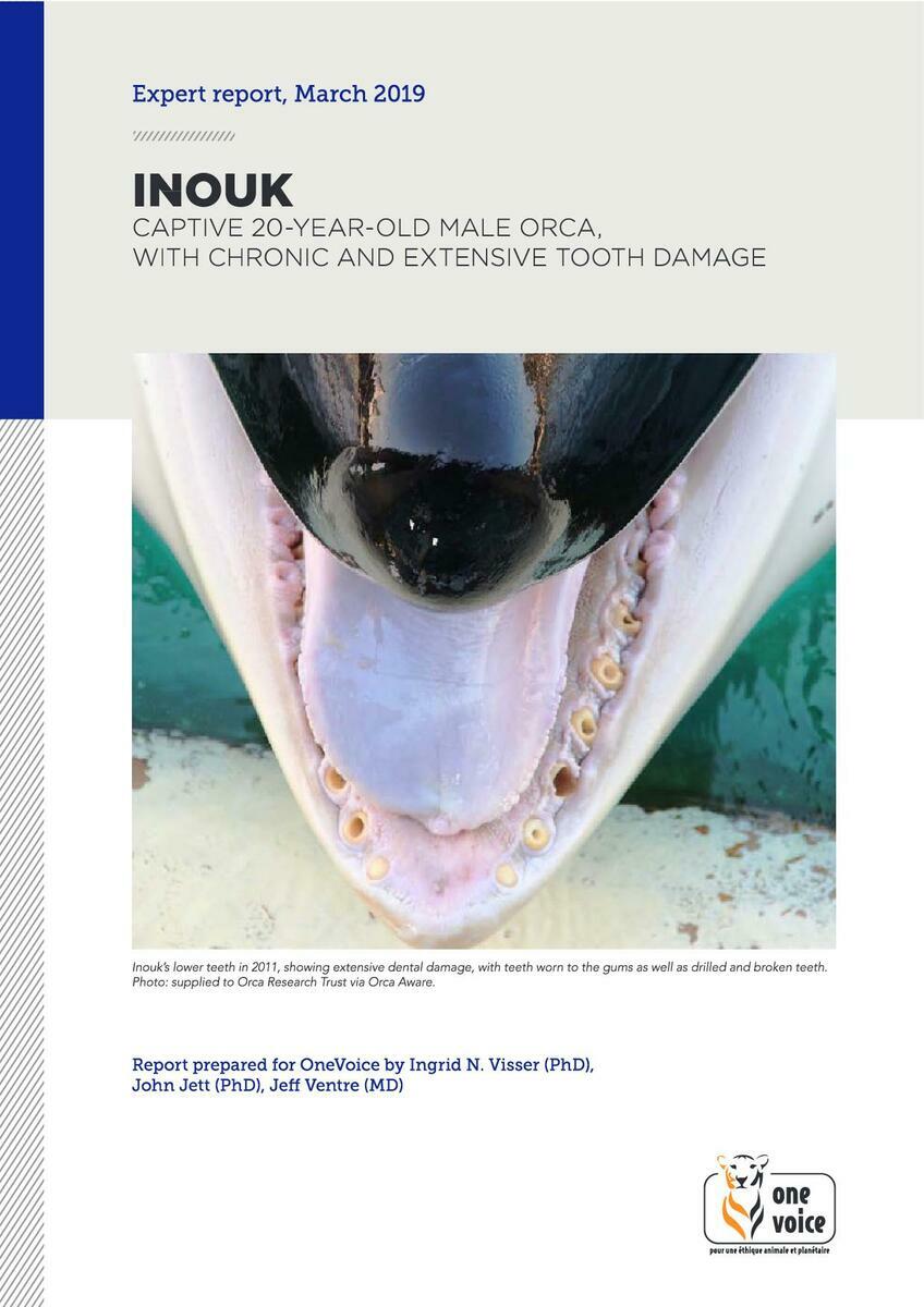 Inouk, 20-year-old male orca in captivity, suffering from chronic and extensive dental lesions