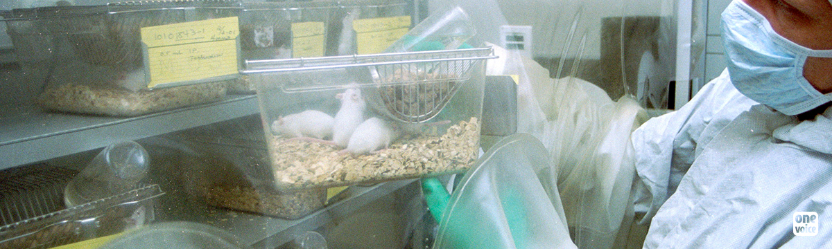 Animal testing in Hauts-de-France: more rulings in favour of true transparency