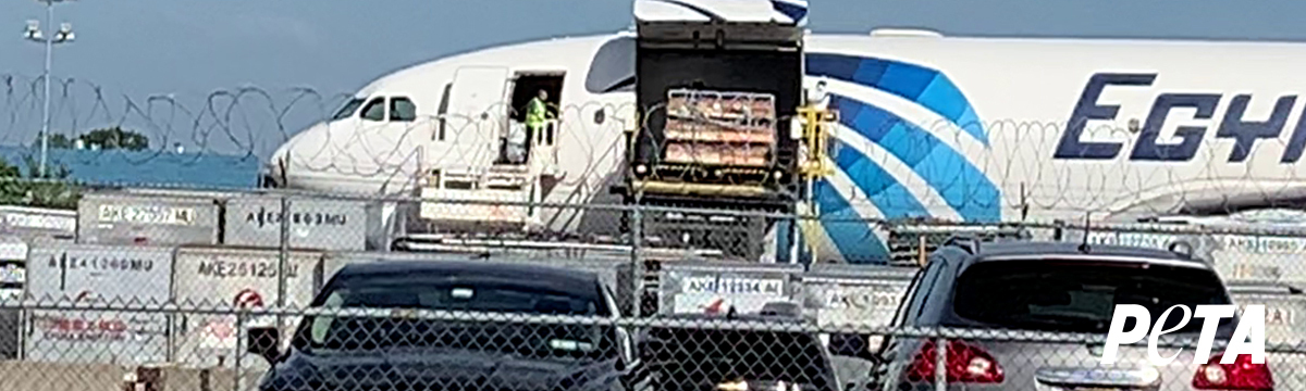 Hundreds of monkeys unloaded from the cargo of an Egyptair plane at JFK Airport